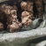本地白肉土茯苓