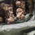 本地白肉土茯苓