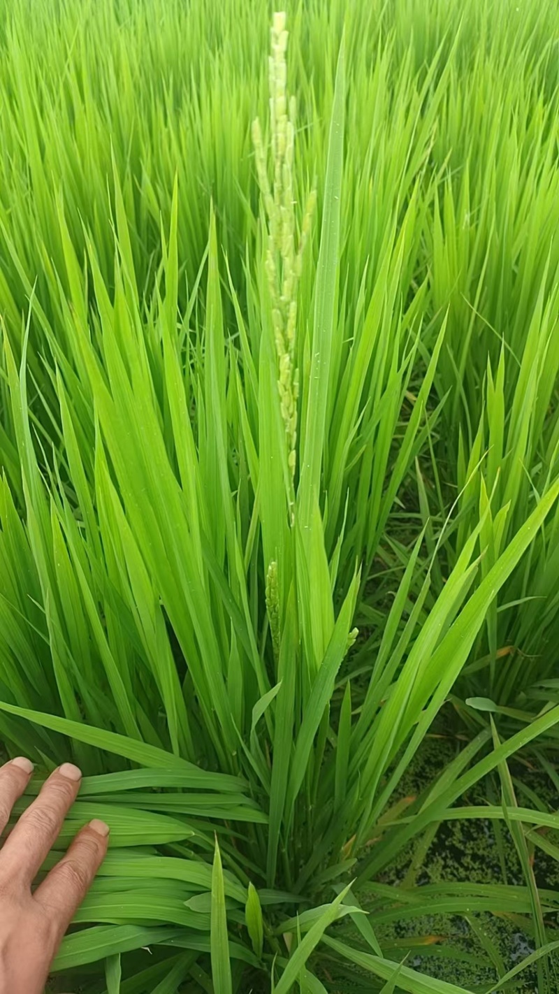 纯农户自家五常大米