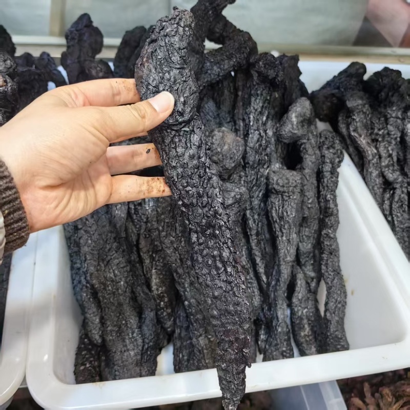 肉苁蓉软质肉苁蓉含量够可供批发零售量大从优