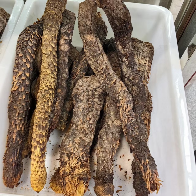 肉苁蓉生个批发肉苁蓉可供大货量大价优可供批发零售