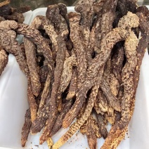 肉苁蓉生个批发肉苁蓉可供大货量大价优可供批发零售