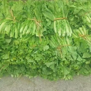 菜苔