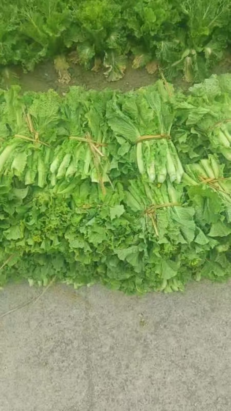 菜苔