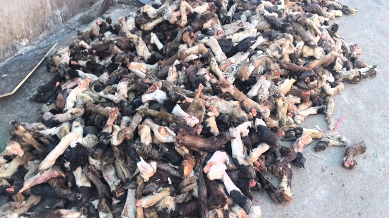 黑花羊蹄，一斤2个，一斤3个的都有质量挺好，欢迎您来采购