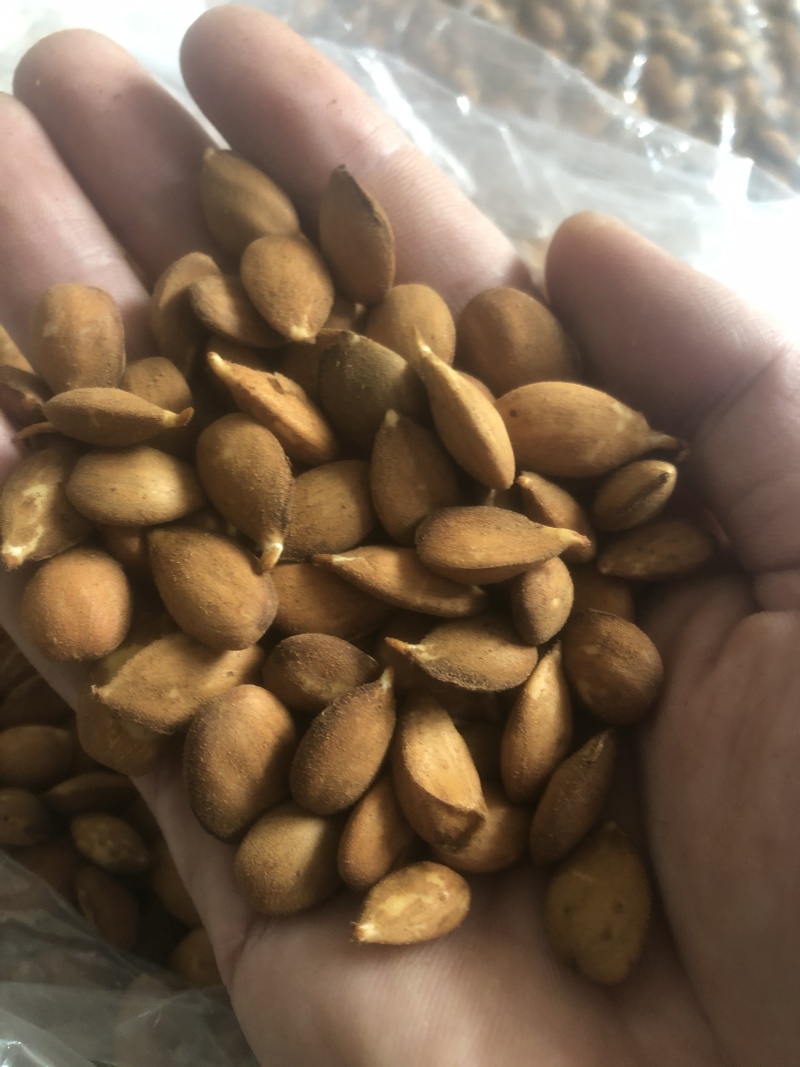 桃树种子，毛桃核种子，毛桃芽种子批发，产地供应
