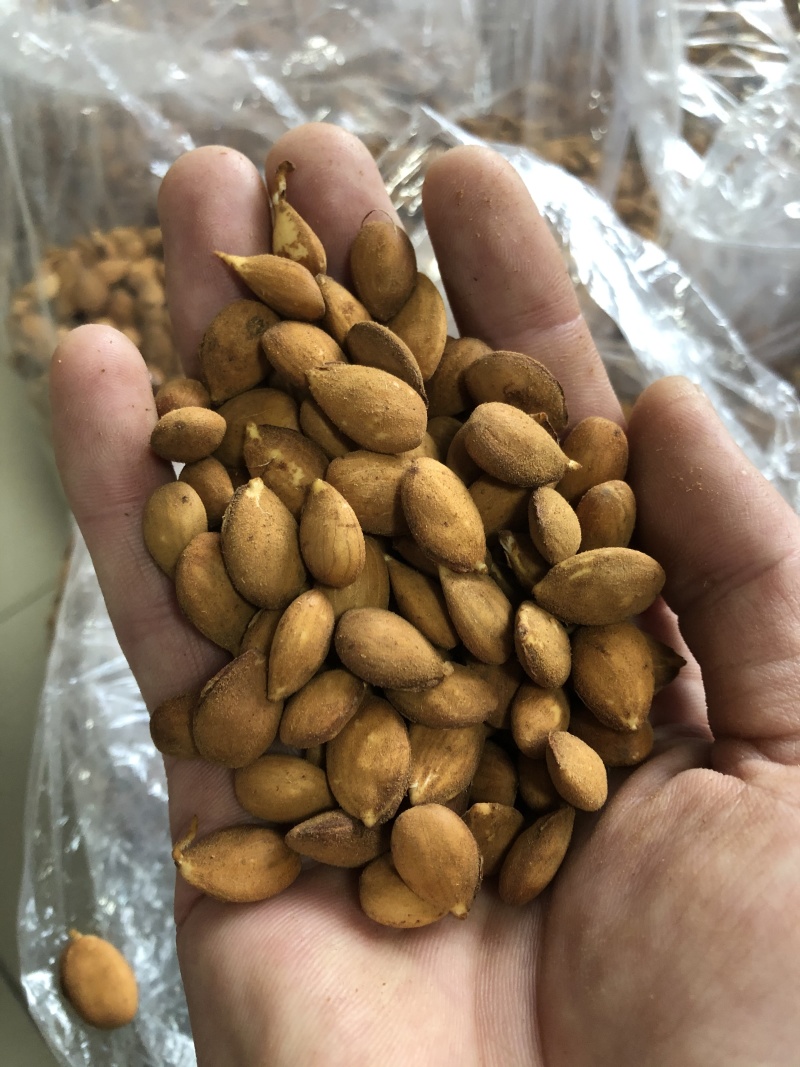桃树种子，毛桃核种子，毛桃芽种子批发，产地供应
