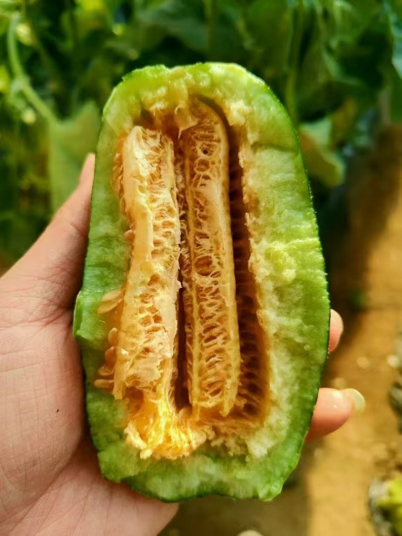 精品博洋甜瓜我地区博洋九大量上市中，需要的朋友联系我！