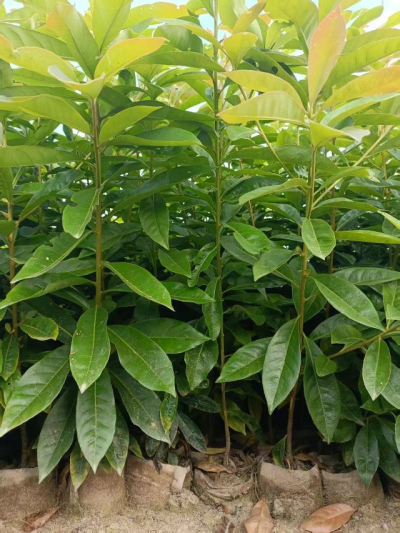 木荷杯苗30公分以上