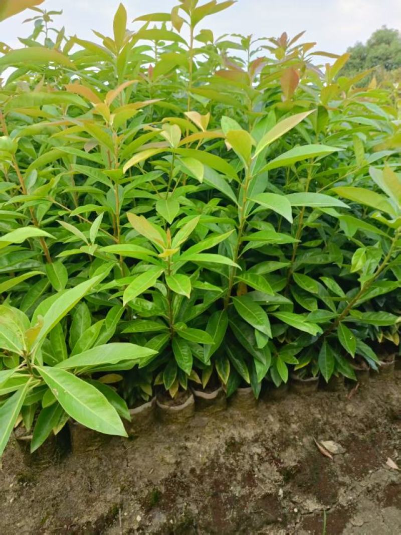 木荷杯苗30公分以上