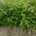 木荷杯苗30公分以上