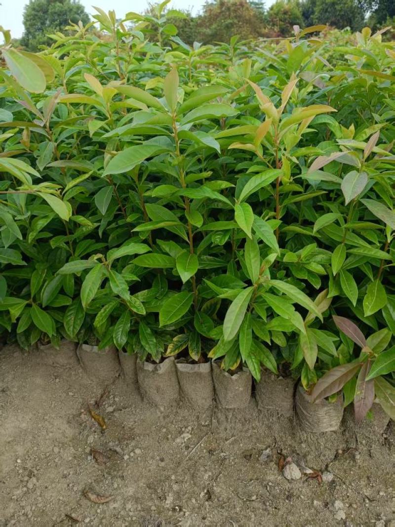 木荷杯苗30公分以上