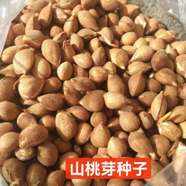 沙藏山桃芽种子嫁接桃苗包邮