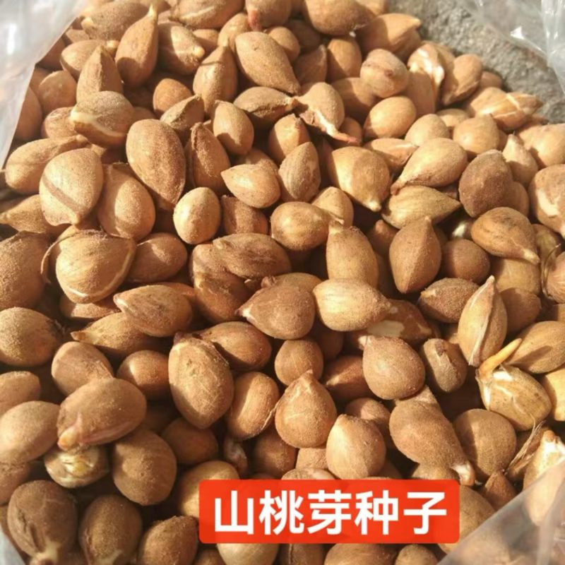 沙藏山桃芽种子嫁接桃苗包邮