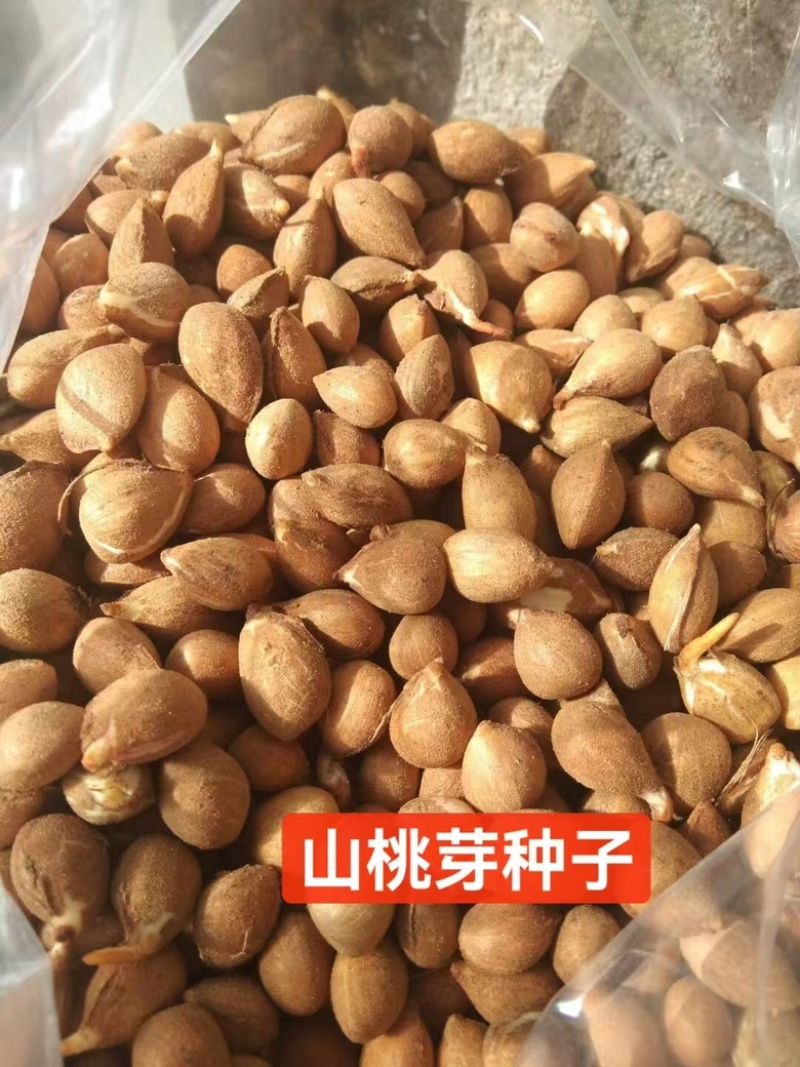 沙藏山桃芽种子嫁接桃苗包邮
