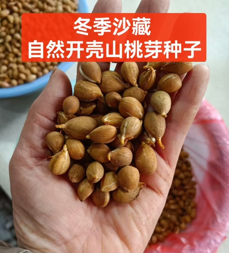 沙藏山桃芽种子嫁接桃苗包邮