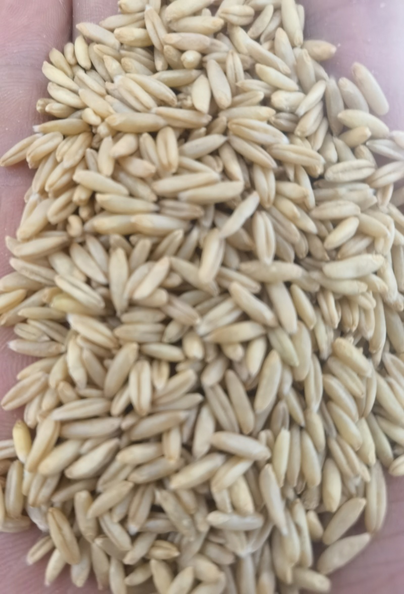 作为供应商，乌兰察布裸燕麦米的品质确实让人放心——每粒都