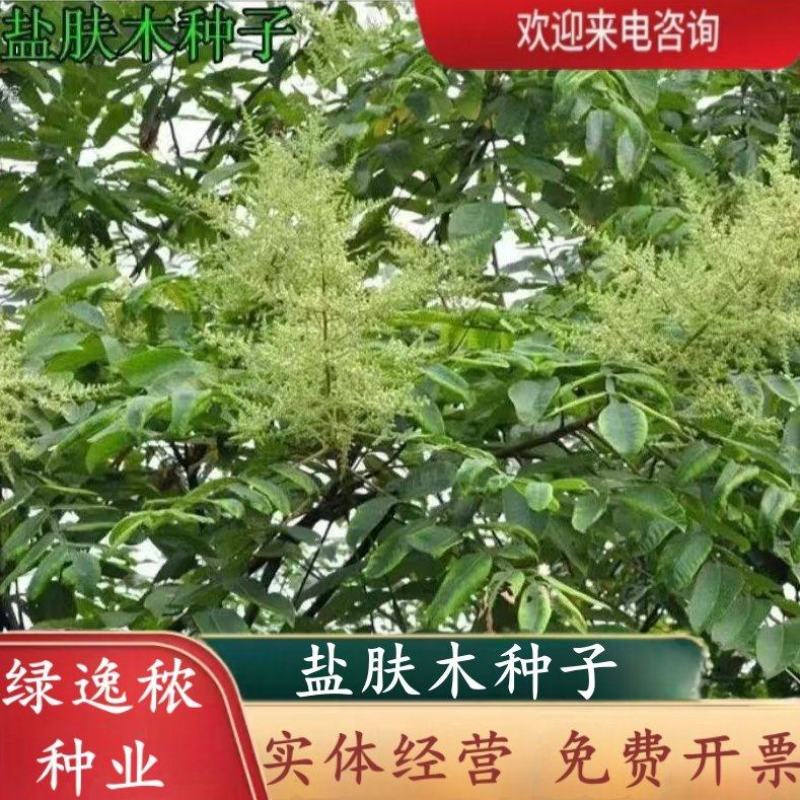 盐肤木种子护坡灌木种子花木林木苗木籽