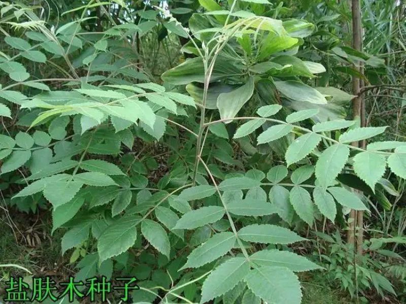盐肤木种子护坡灌木种子花木林木苗木籽