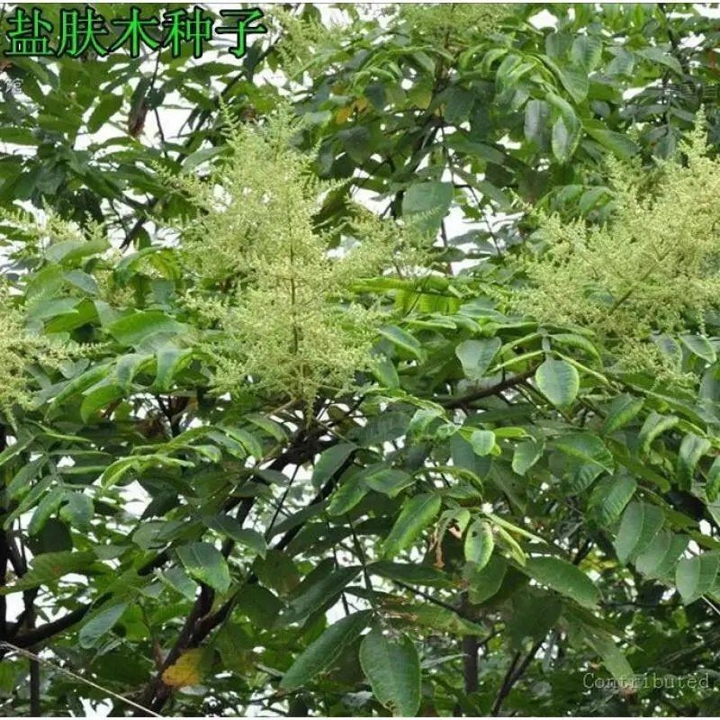 盐肤木种子护坡灌木种子花木林木苗木籽