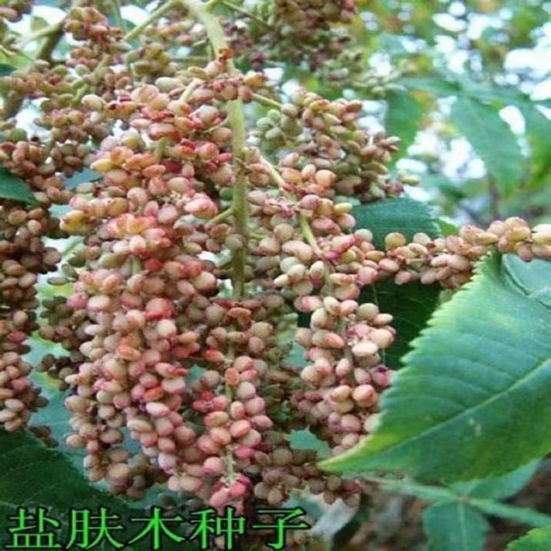 盐肤木种子护坡灌木种子花木林木苗木籽