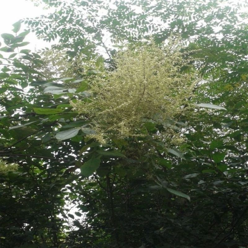 盐肤木种子护坡灌木种子花木林木苗木籽