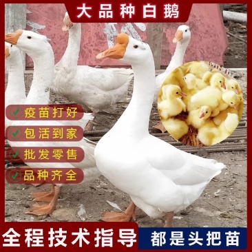 鹅苗
