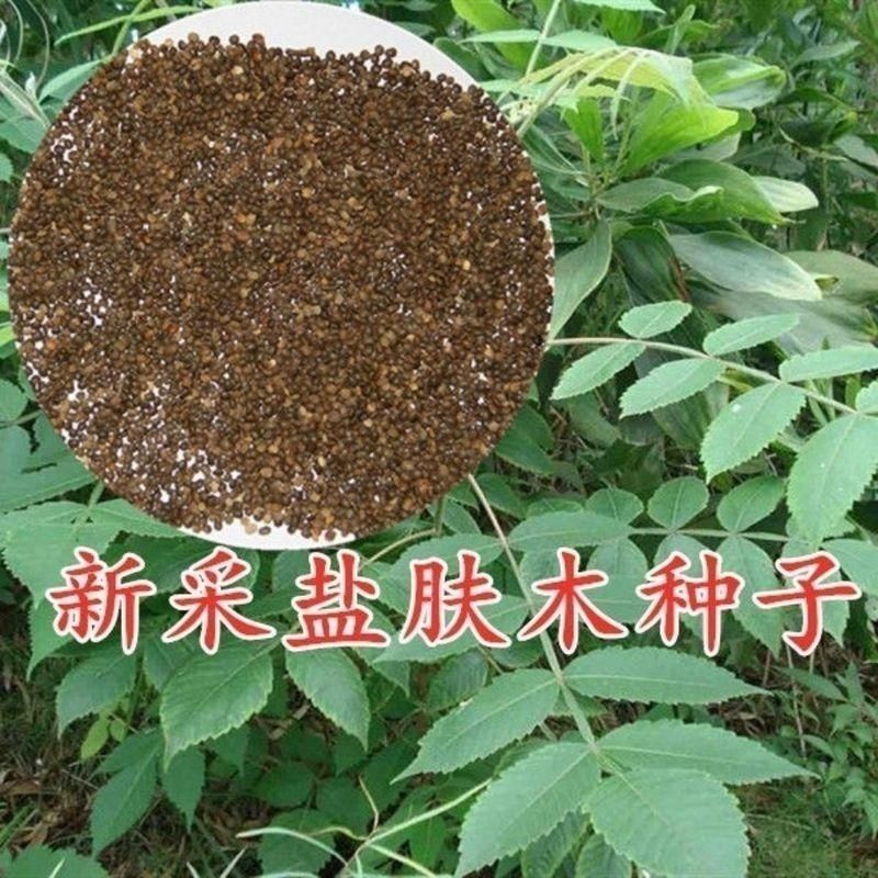 盐肤木种子护坡灌木种子花木林木苗木籽