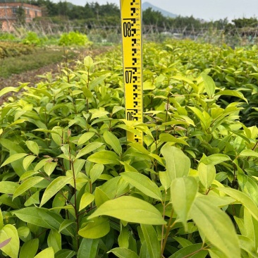 阴香苗绿化苗木乔灌木月桂苗产地直发量大优惠