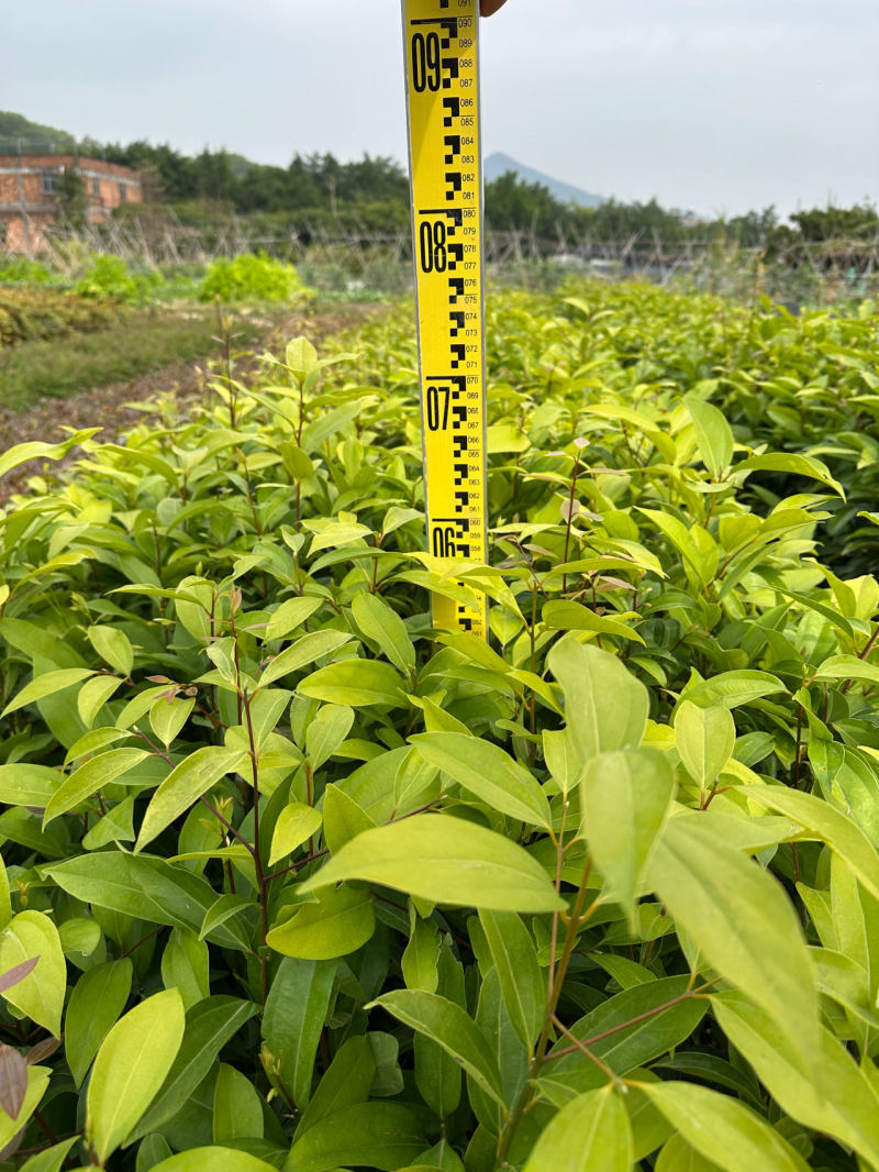 阴香苗绿化苗木乔灌木月桂苗产地直发量大优惠