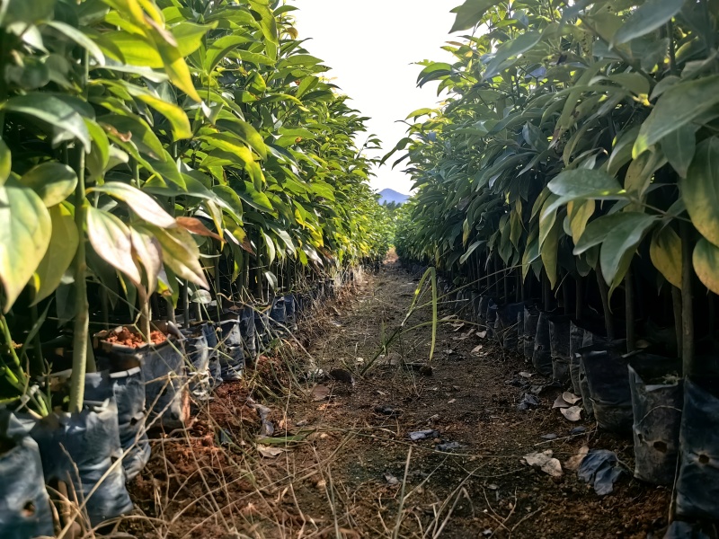 阴香苗绿化苗木乔灌木月桂苗产地直发量大优惠