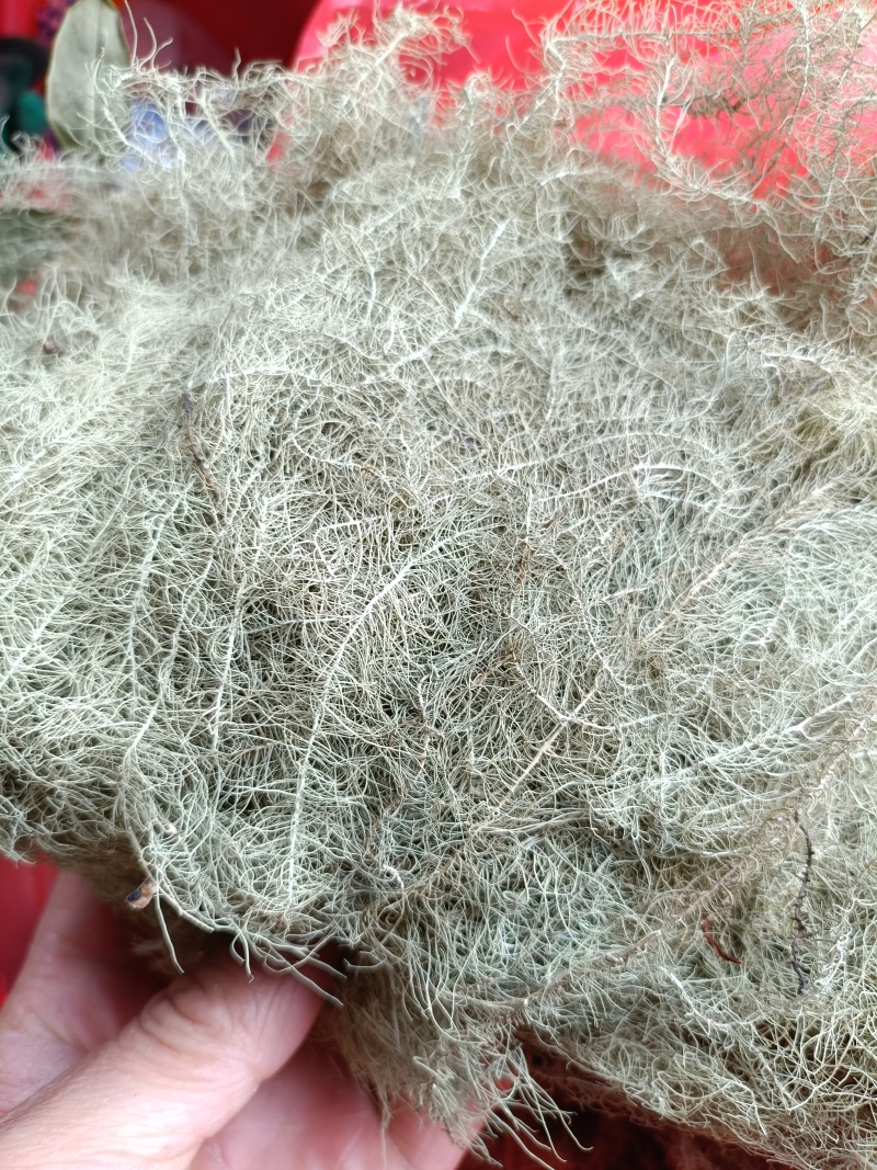 海风藤质量保证！