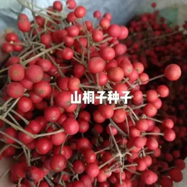 正宗山桐子种子庭院种植公园包邮