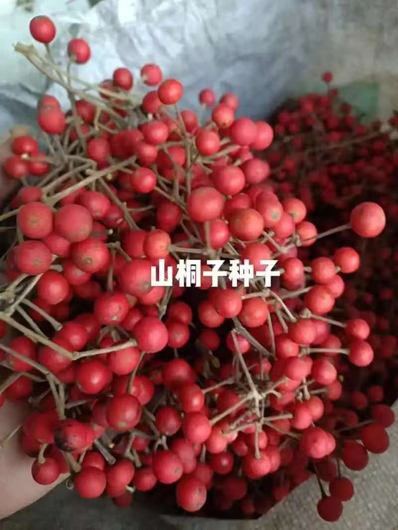 正宗山桐子种子庭院种植公园包邮