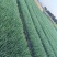 四季小葱葱苗