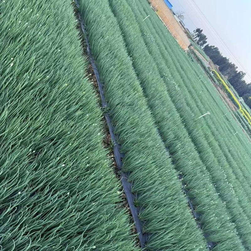 四季小葱葱苗