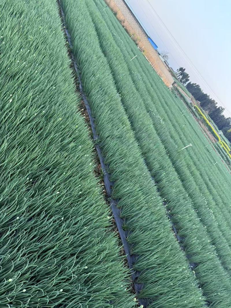 四季小葱葱苗