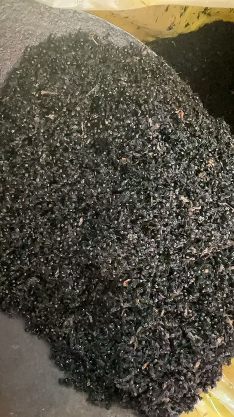 黑蚂蚁