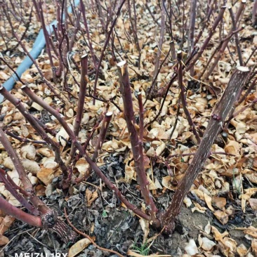 本基地常年供应各种月季，绿化苗，工程苗，各种乔木