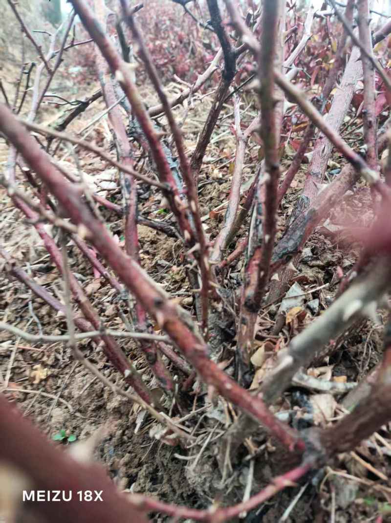 本基地常年供应各种月季，绿化苗，工程苗，各种乔木