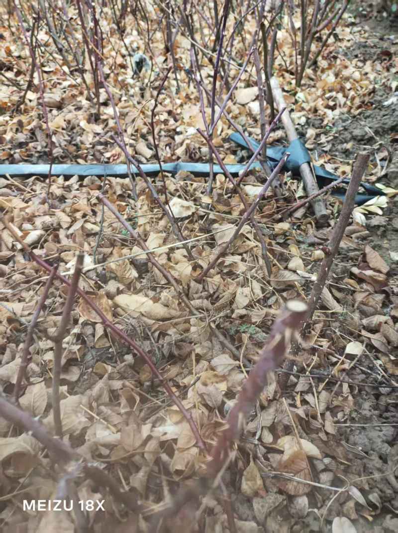 本基地常年供应各种月季，绿化苗，工程苗，各种乔木