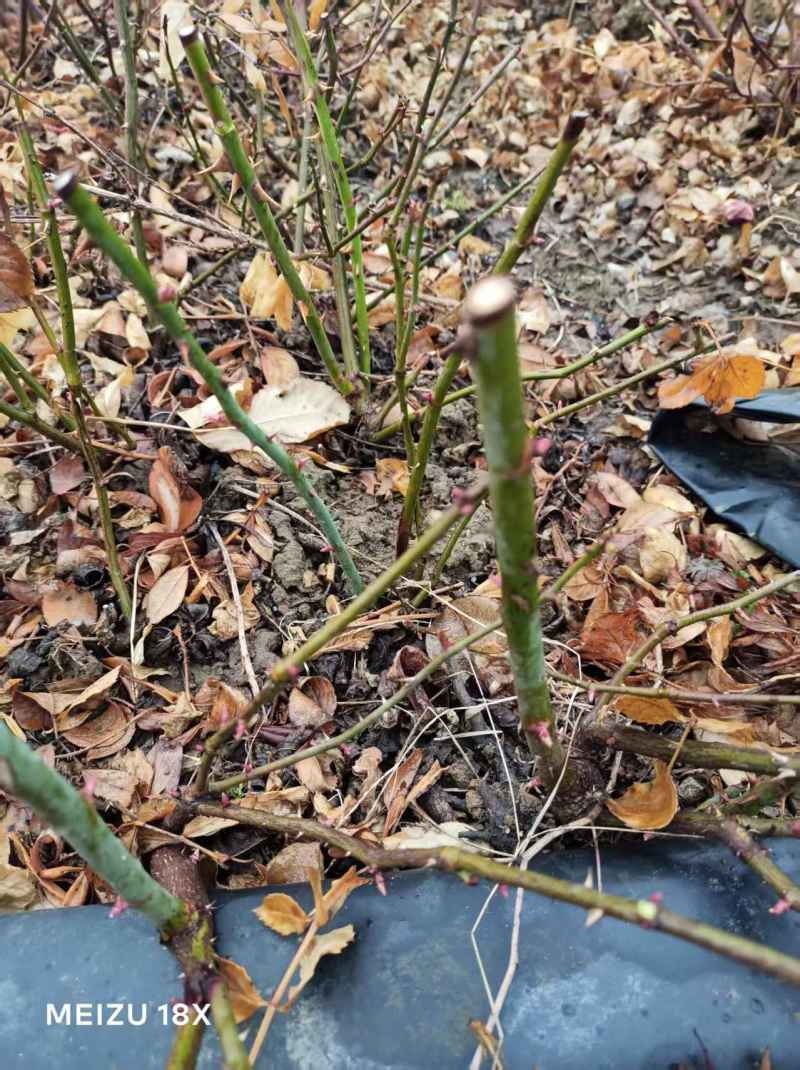 本基地常年供应各种月季，绿化苗，工程苗，各种乔木