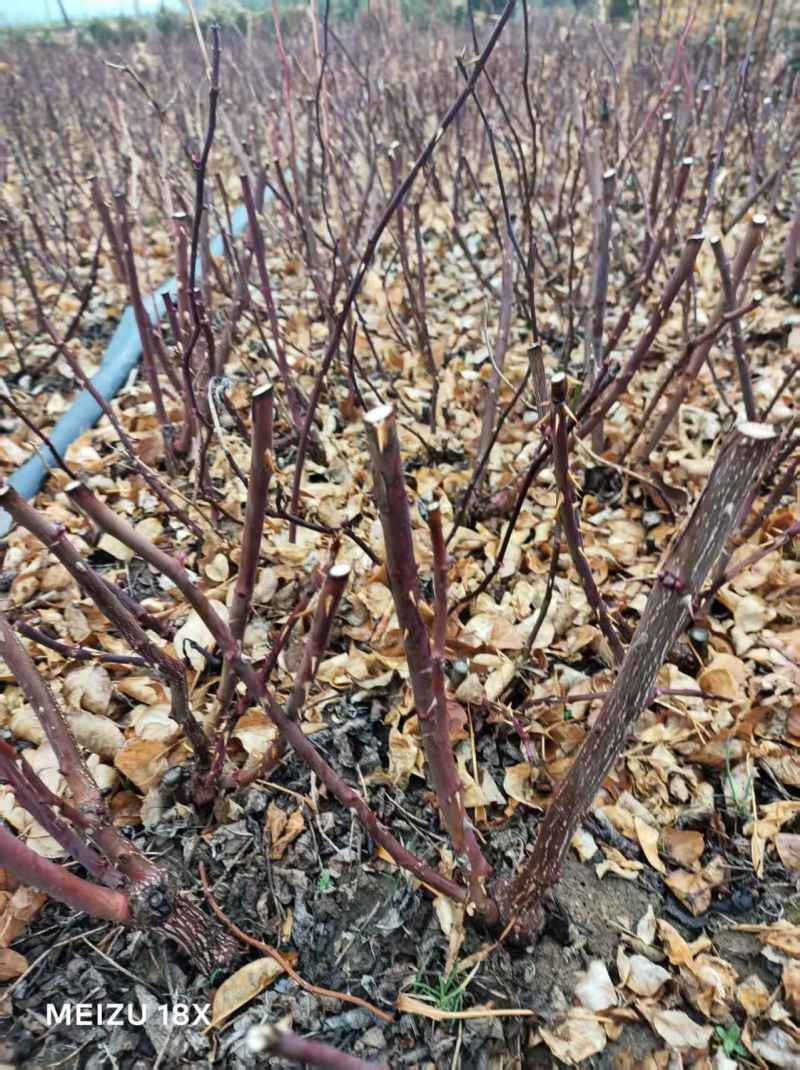 本基地常年供应各种月季，绿化苗，工程苗，各种乔木