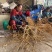 高山五指毛桃中段，足干无硫，香味浓郁