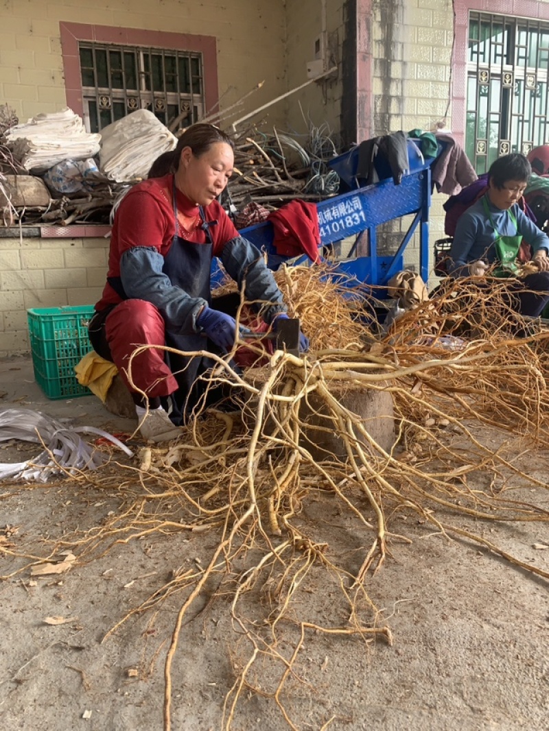 高山五指毛桃中段，足干无硫，香味浓郁
