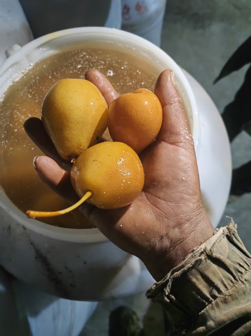 云南开远水泡梨