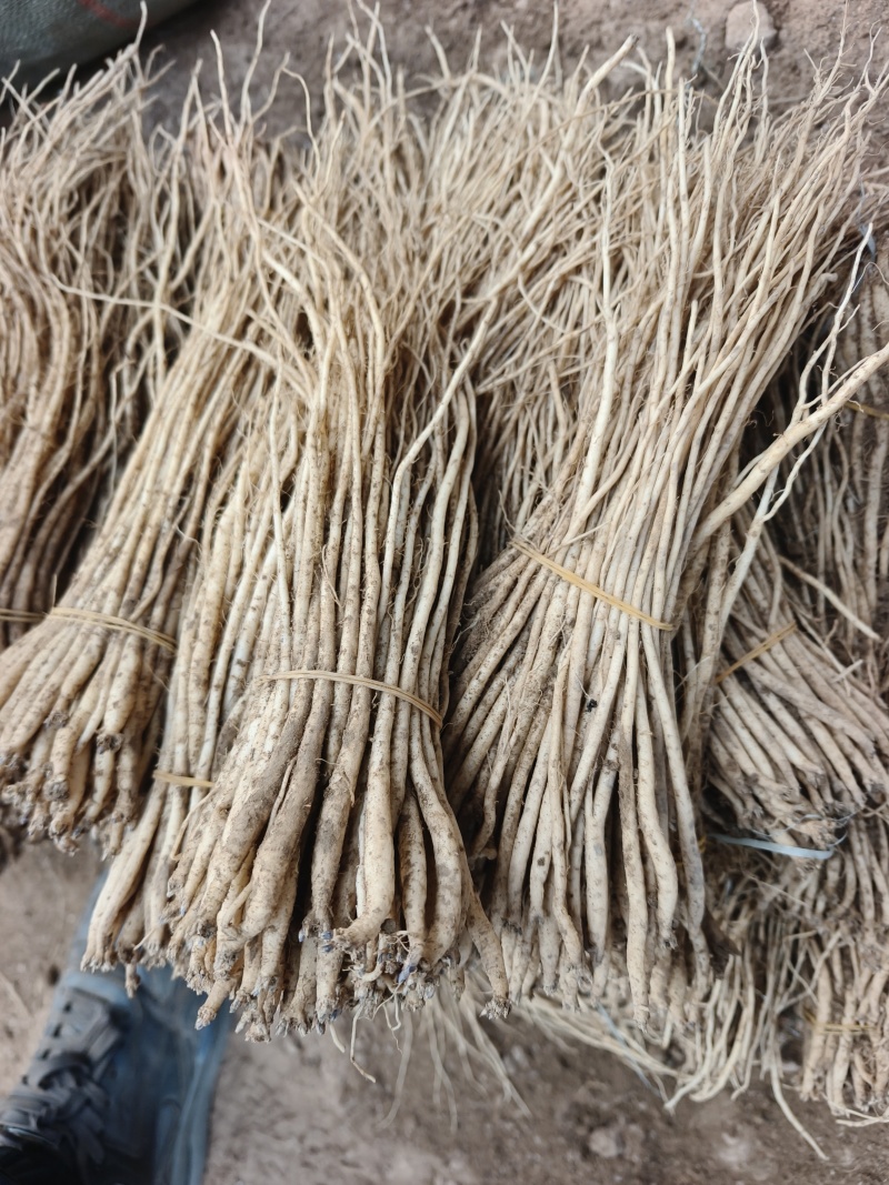甘肃党参种苗，产地直发，苗子分大中小，通货
