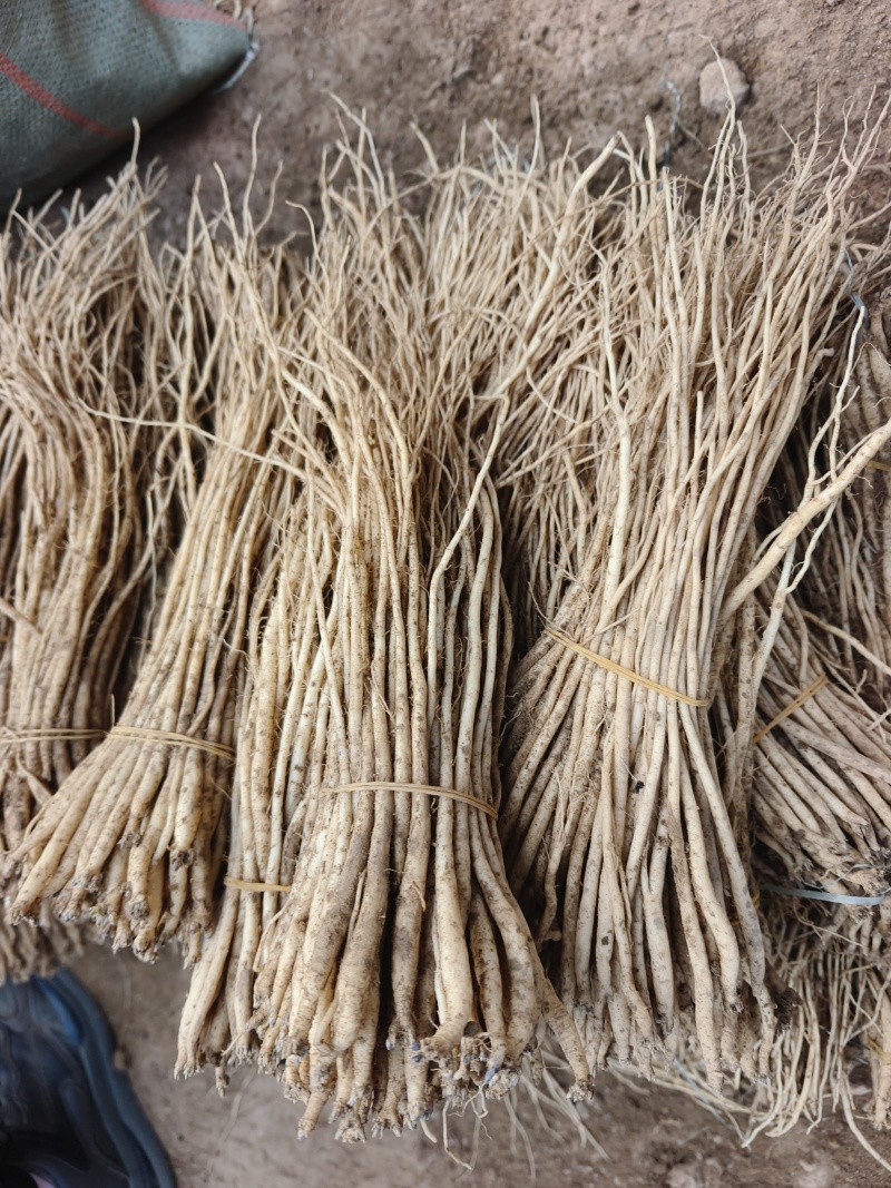 甘肃党参种苗，产地直发，苗子分大中小，通货