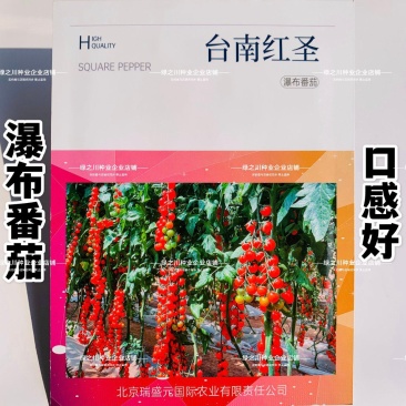 香甜台南瀑布红圣小番茄种子圣女果樱桃番茄种籽