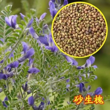 砂生槐种子护坡固土绿化庭院树种